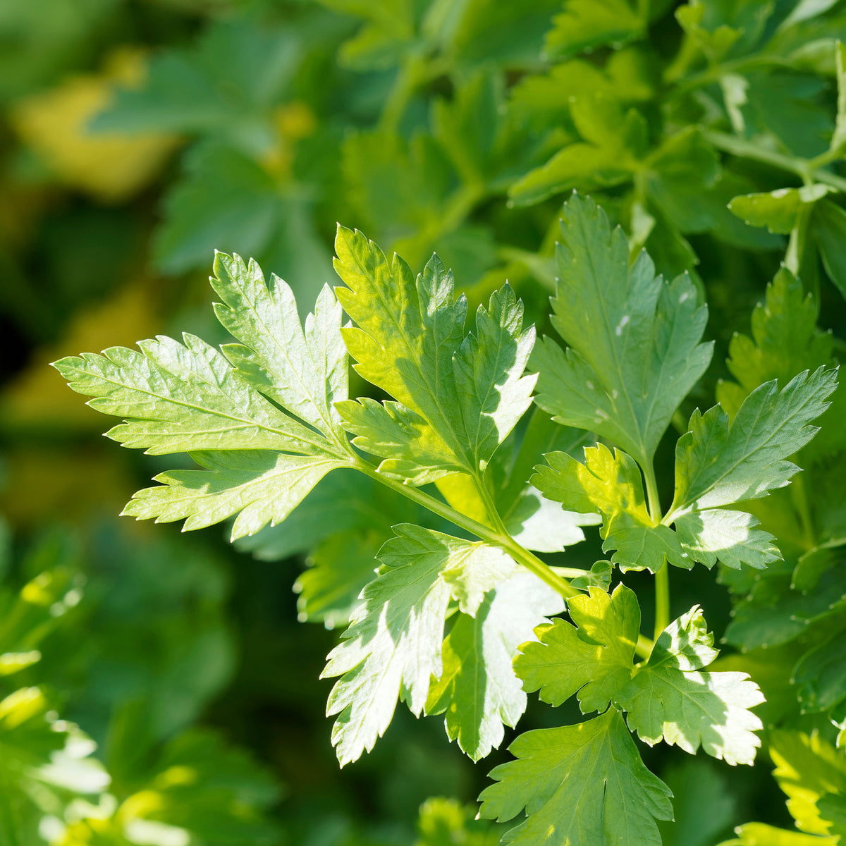 Persil Commun 2 Bio - Petroselinum crispum commun 2 - Bakker