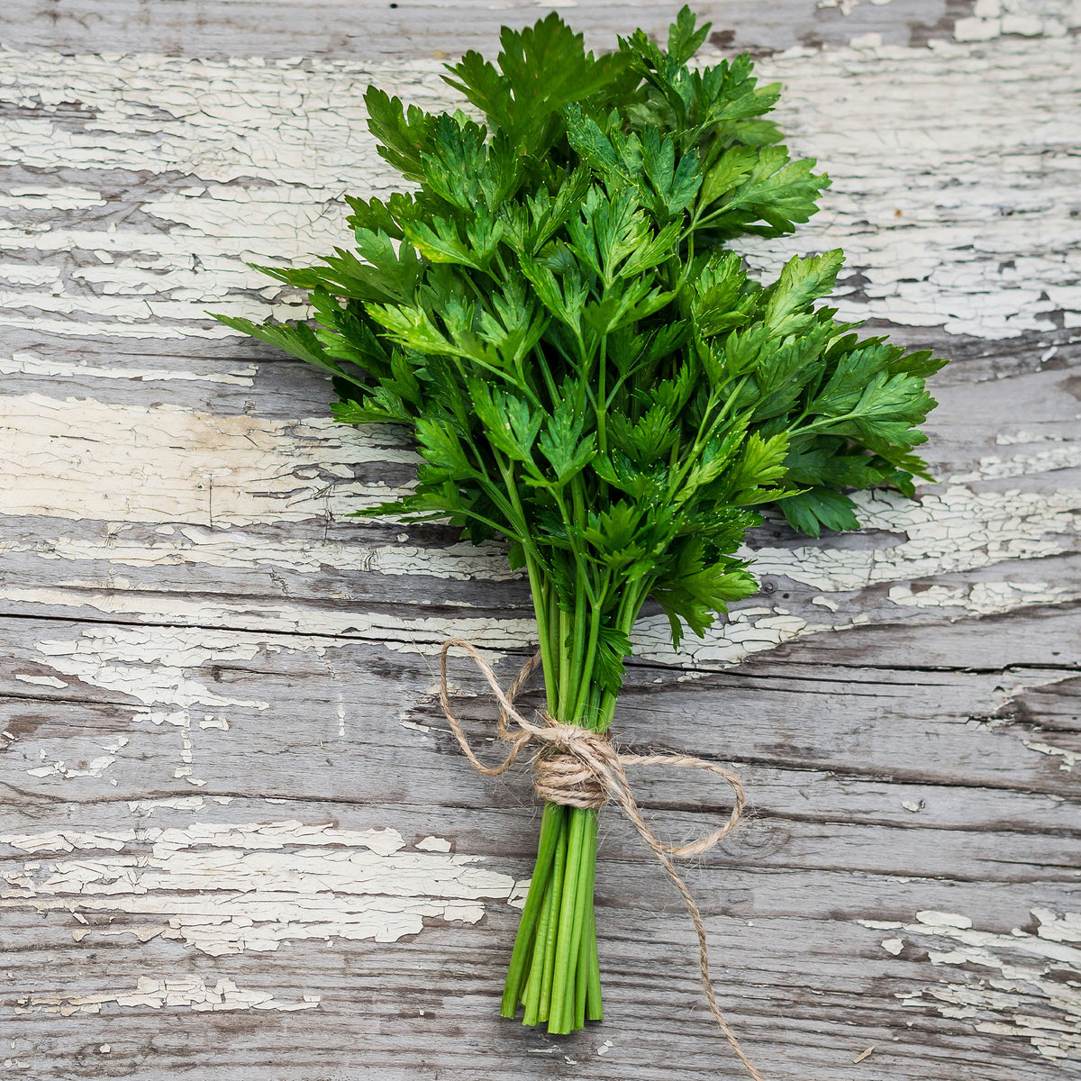 Herbes biologiques - Persil Commun 2 Bio - Petroselinum crispum commun 2