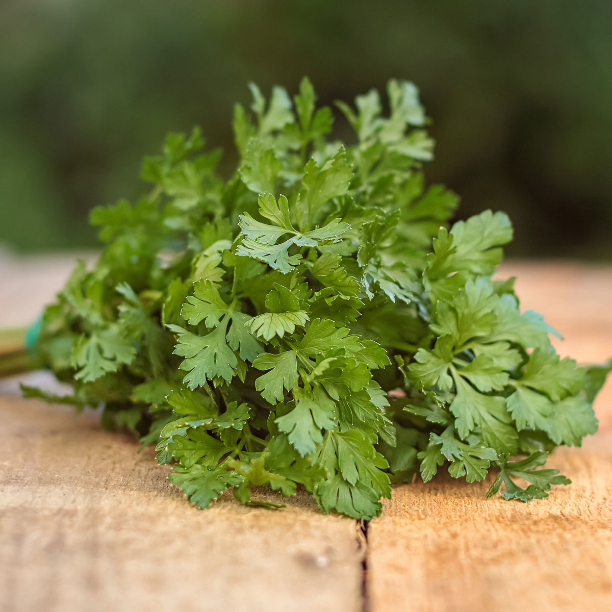 Petroselinum crispum commun 2 - Persil Commun 2 Bio - Herbes biologiques