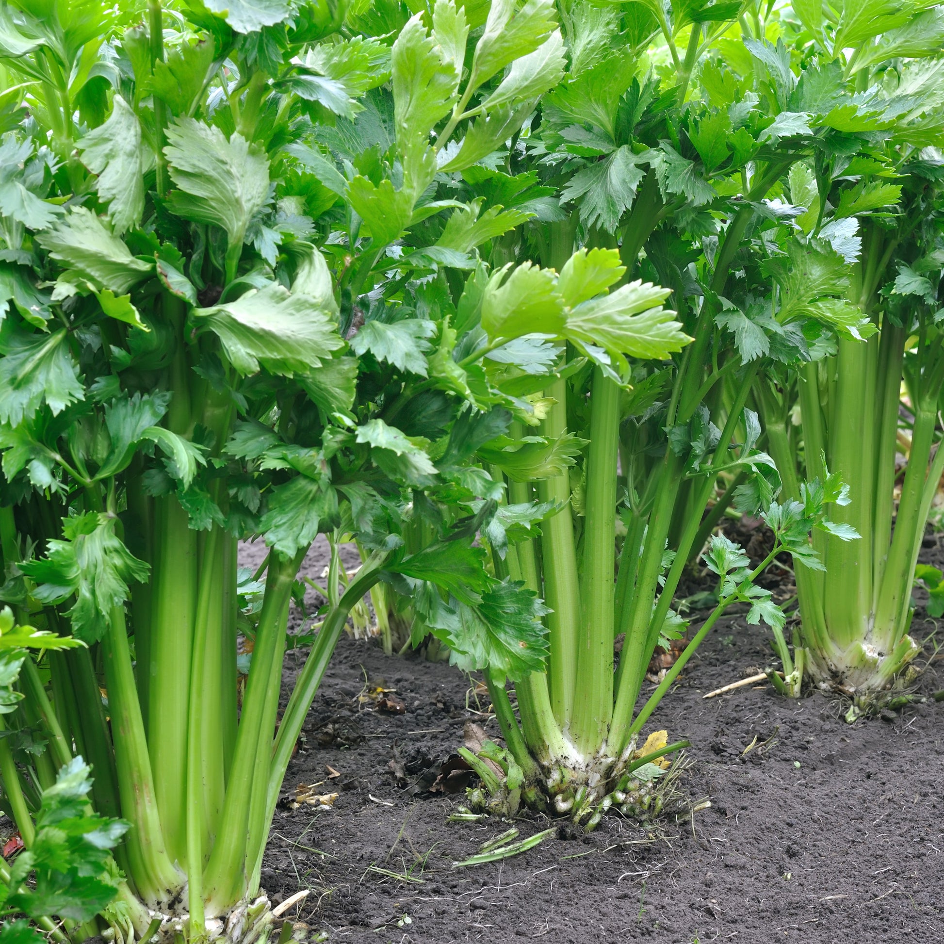 Apium graveolens - Céleri vivace à couper - Graines d'aromatiques