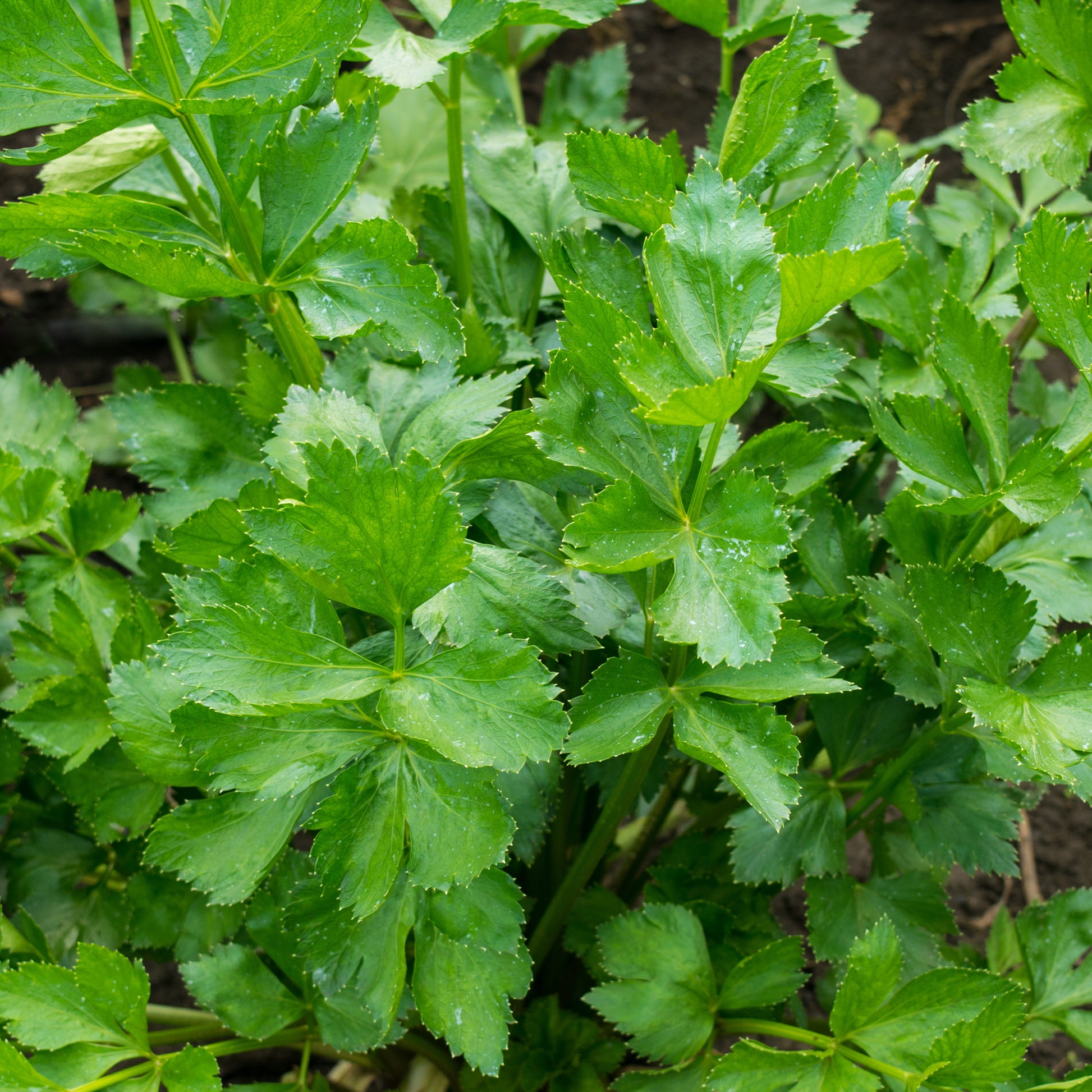 Céleri vivace à couper - Apium graveolens - Bakker