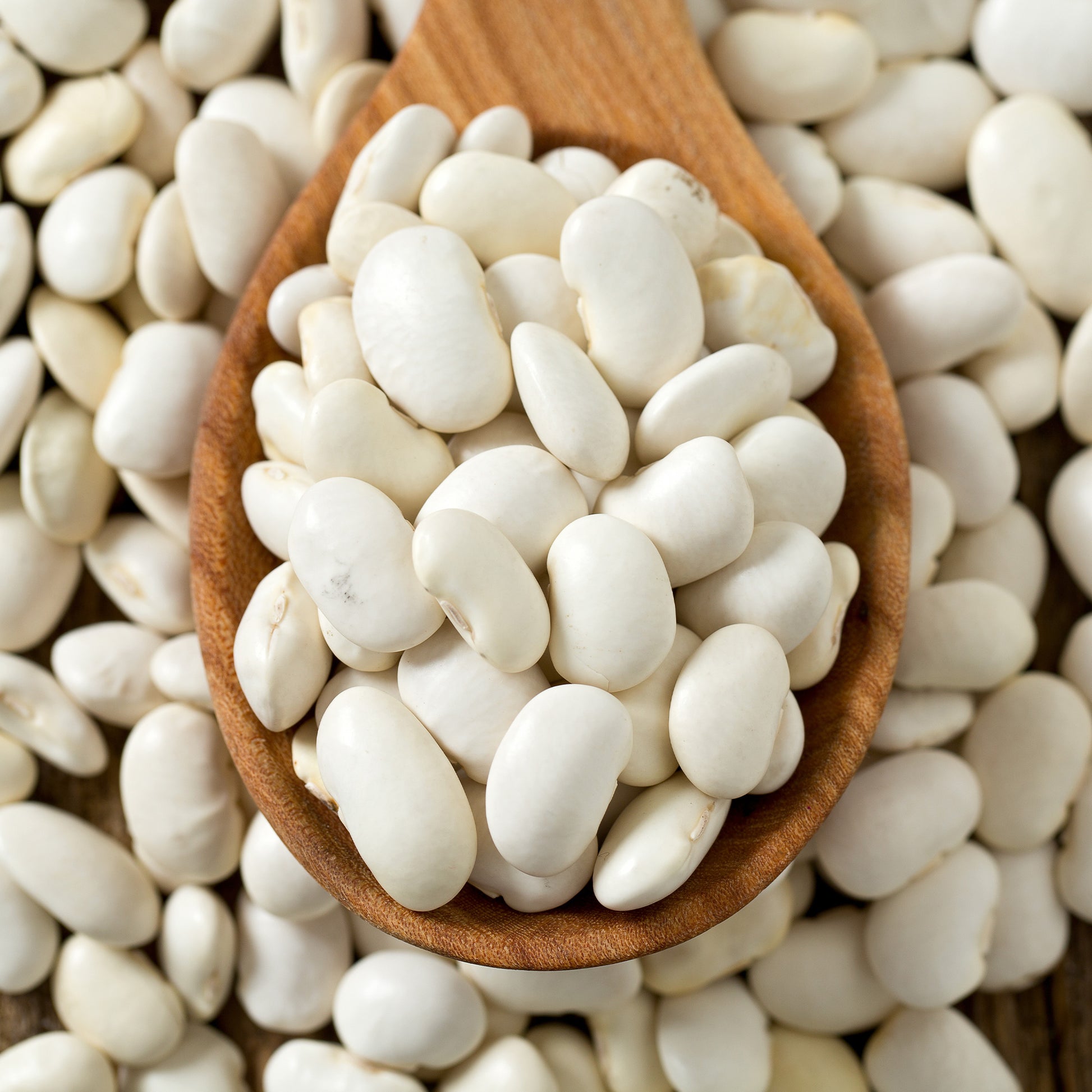 Haricot à rames Haricot Maïs type tarbais - Phaseolus vulgaris haricot maïs type tarbais - Bakker