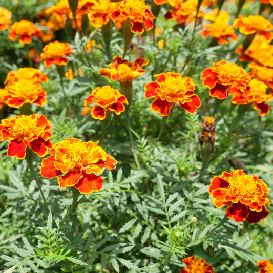 Oeillet d'Inde Honeycomb - Bakker