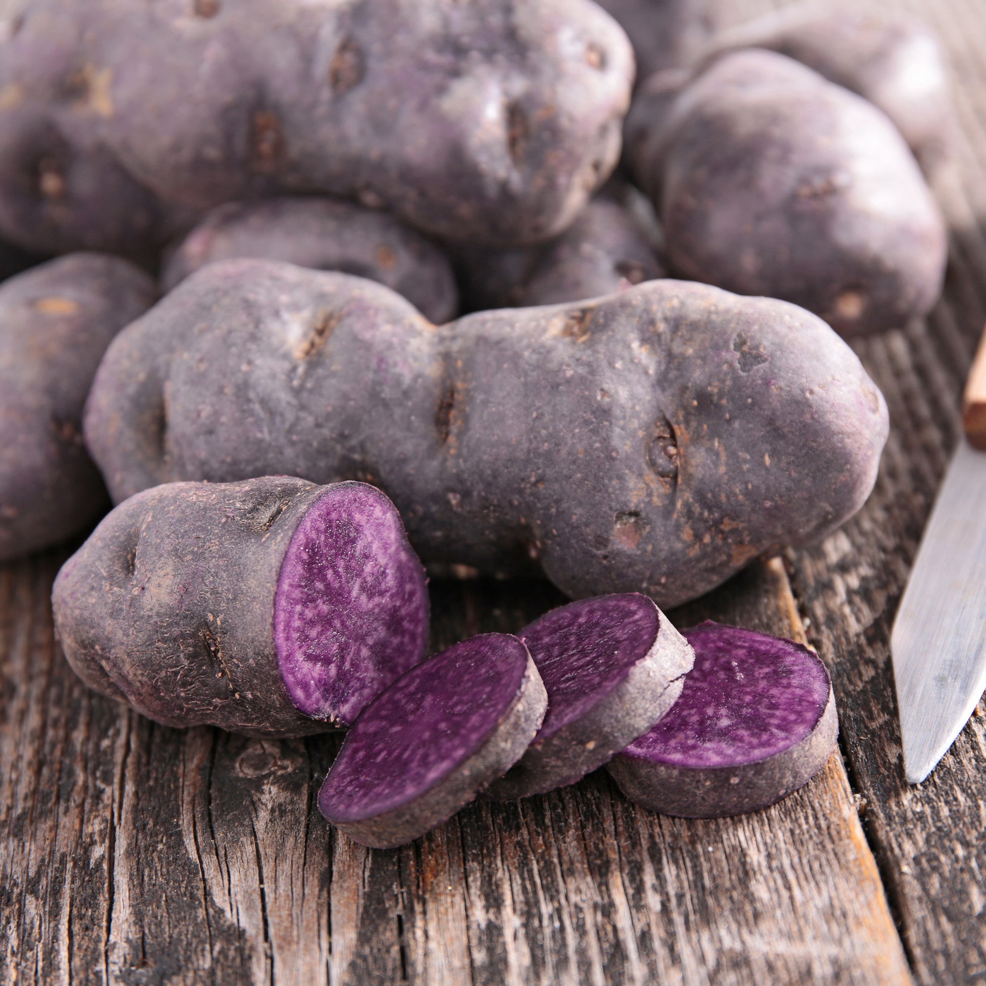 Plants de pommes de terre - 10 Pommes de terre Bleue d'Artois ® - Bleue de la Manche - Solanum tuberosum bleue d'artois ® (bleue de la man