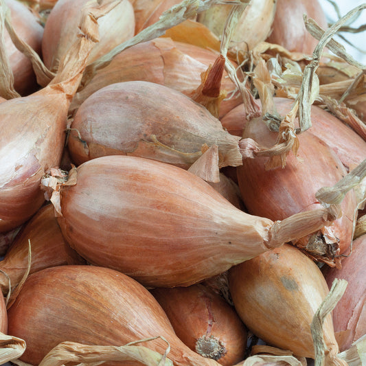 Echalote Jermor type cuisse de poulet - Bakker
