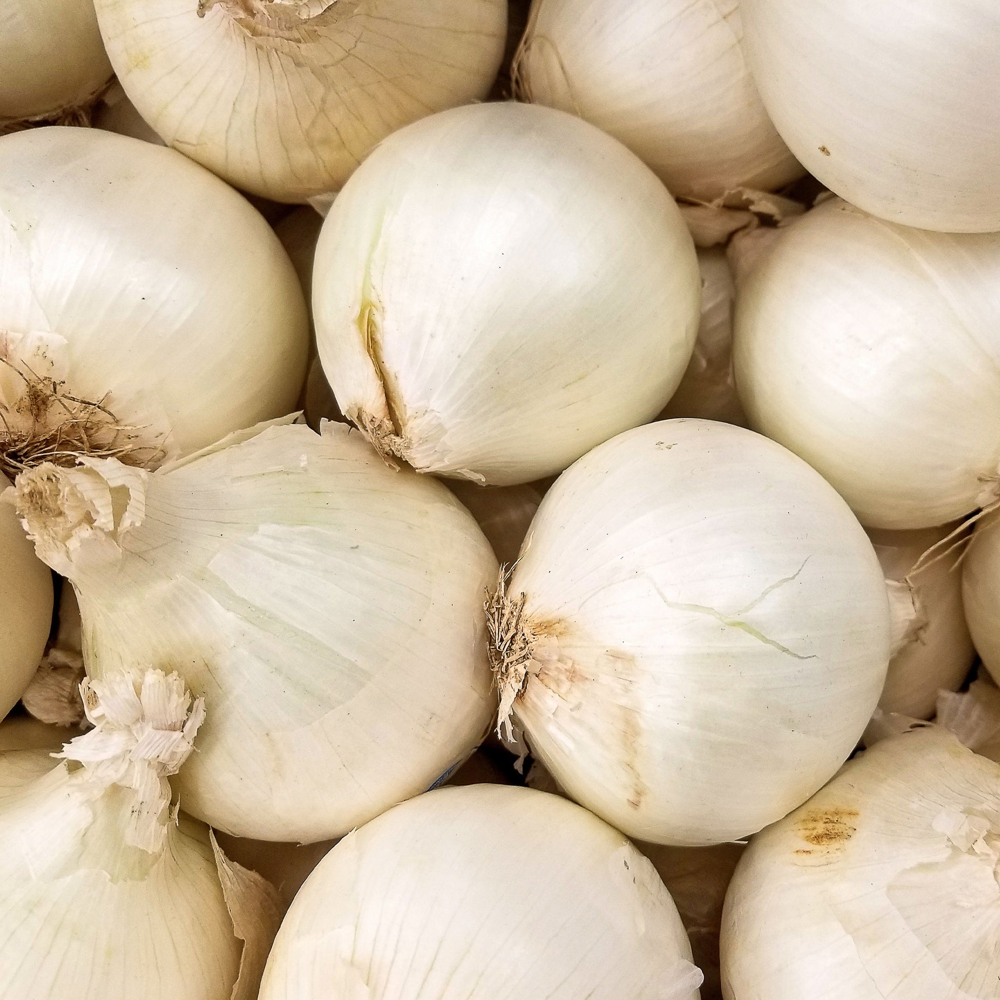 Bulbes d'oignons - Oignon blanc Snowball - Allium cepa snowball
