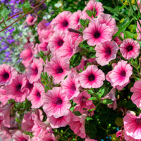 Petunia - 3 Pétunias retombants roses - Petunia et Calibrachoa