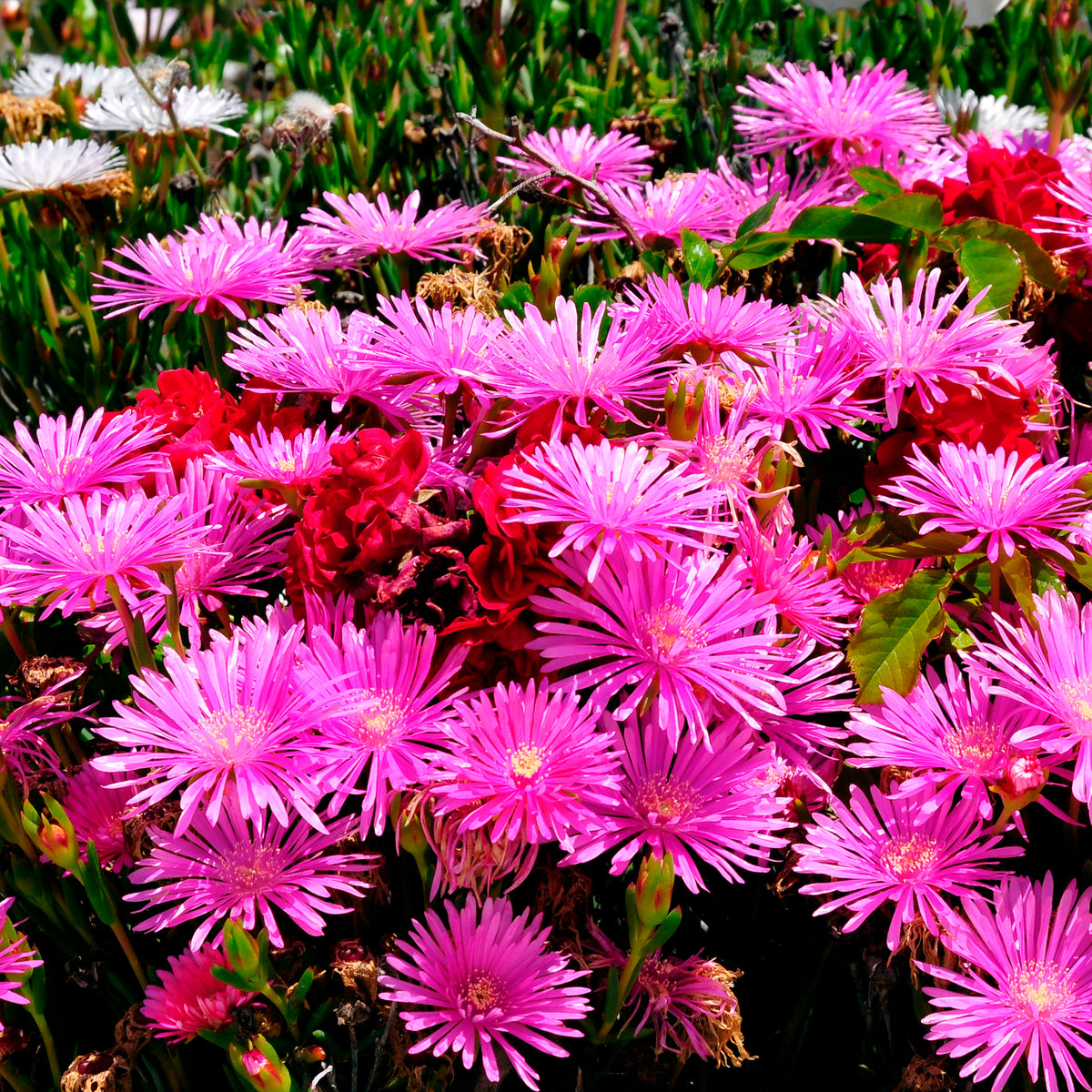 Ficoïde violette