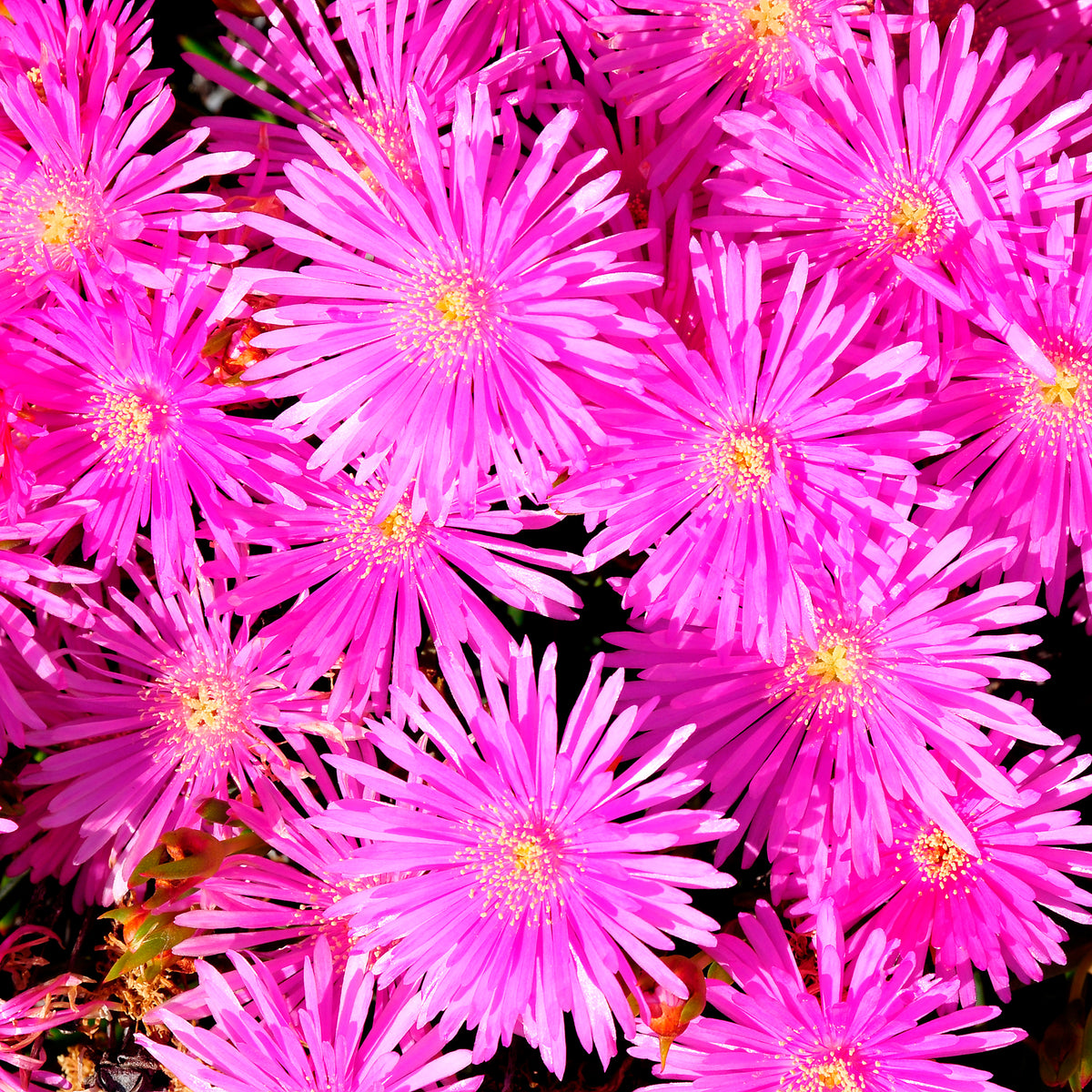 Ficoïde violette