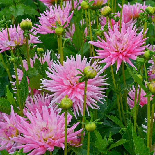 3 Dahlias cactus nain Park Princess - Bakker