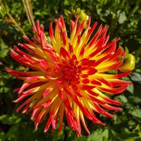  - 3 Dahlias cactus Oiseau de Feu - Dahlia cactus oiseau de feu