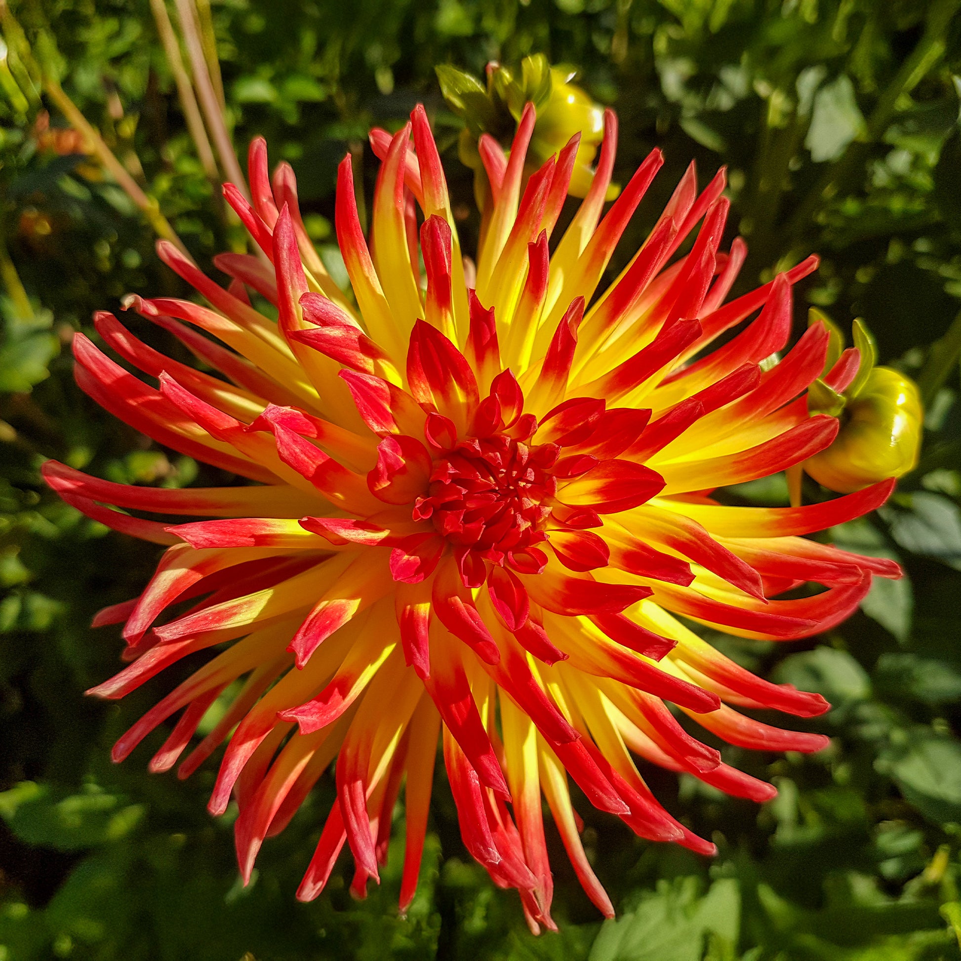  - 3 Dahlias cactus Oiseau de Feu - Dahlia cactus oiseau de feu