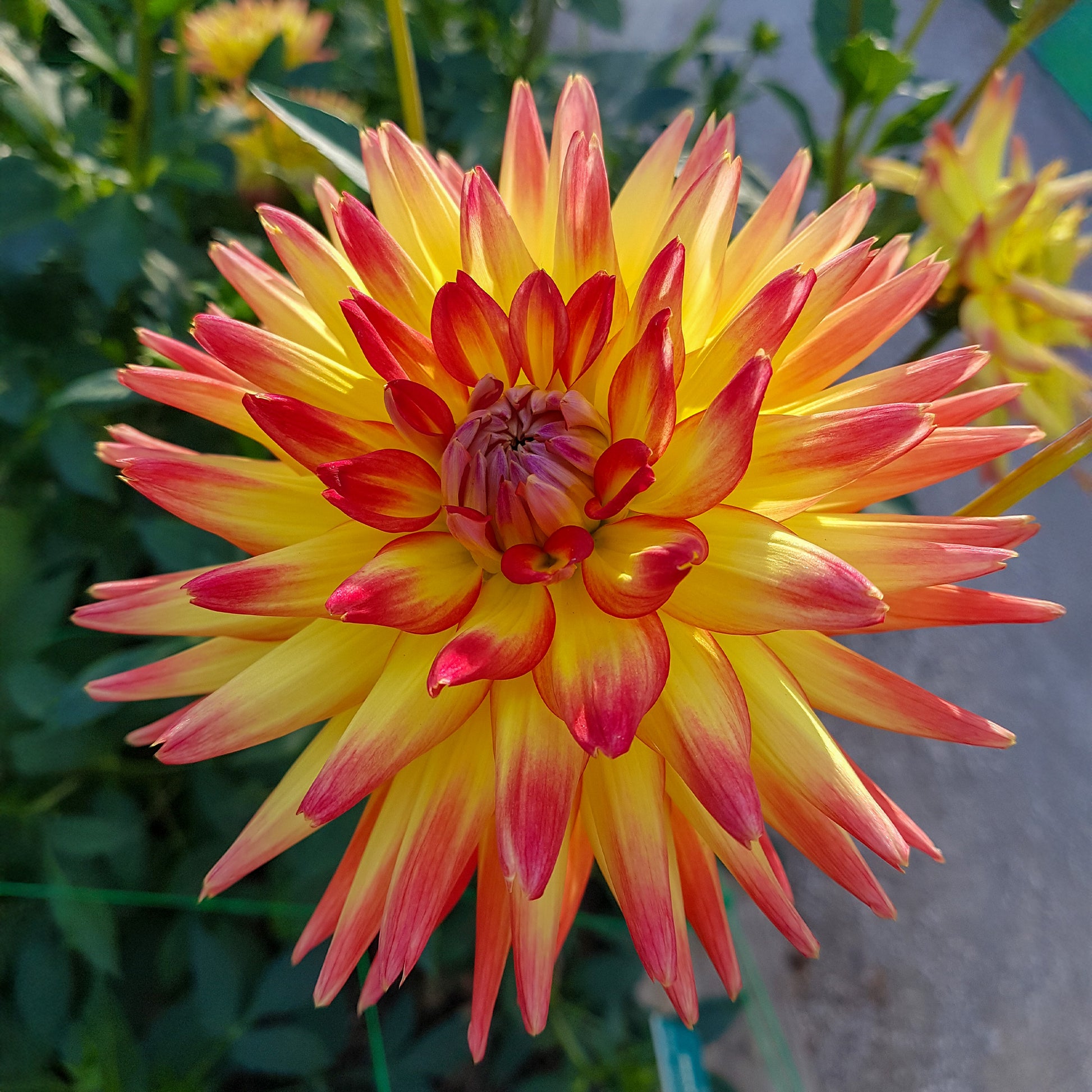 Dahlia cactus oiseau de feu - 3 Dahlias cactus Oiseau de Feu - 
