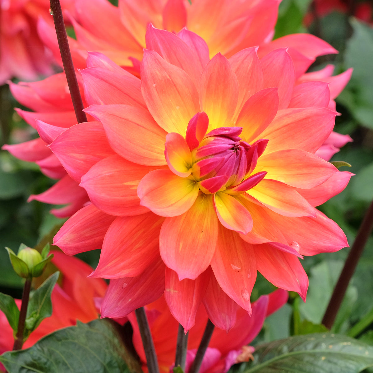 3 Dahlias décoratifs Tricolore - Bakker