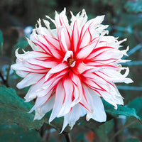 Dahlia santa claus - 3 Dahlias décoratifs Santa Claus - Bulbes de Dahlia