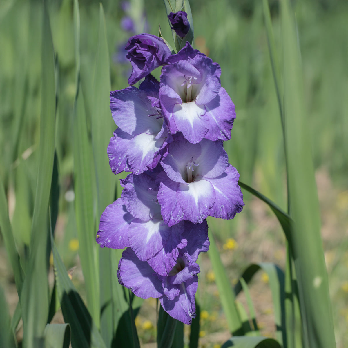 Gladiolus nori - 25 Glaïeuls Nori - Bulbes de Glaïeul