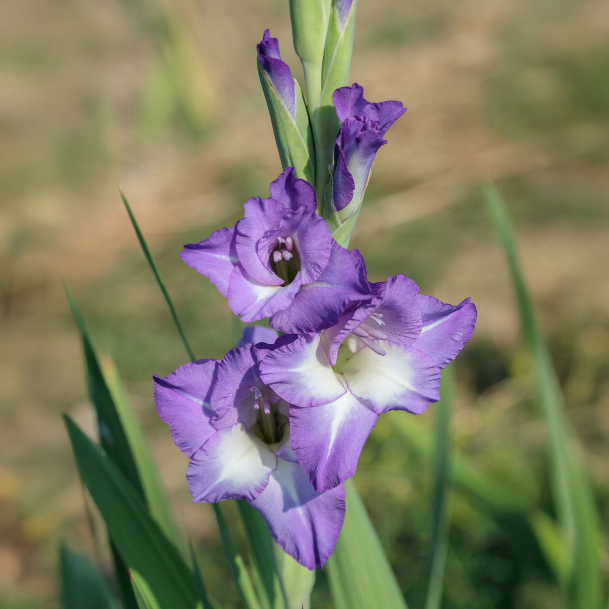 25 Glaïeuls Nori - Gladiolus nori - Bakker