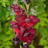 25 Glaïeuls Black Surprise - Bakker
