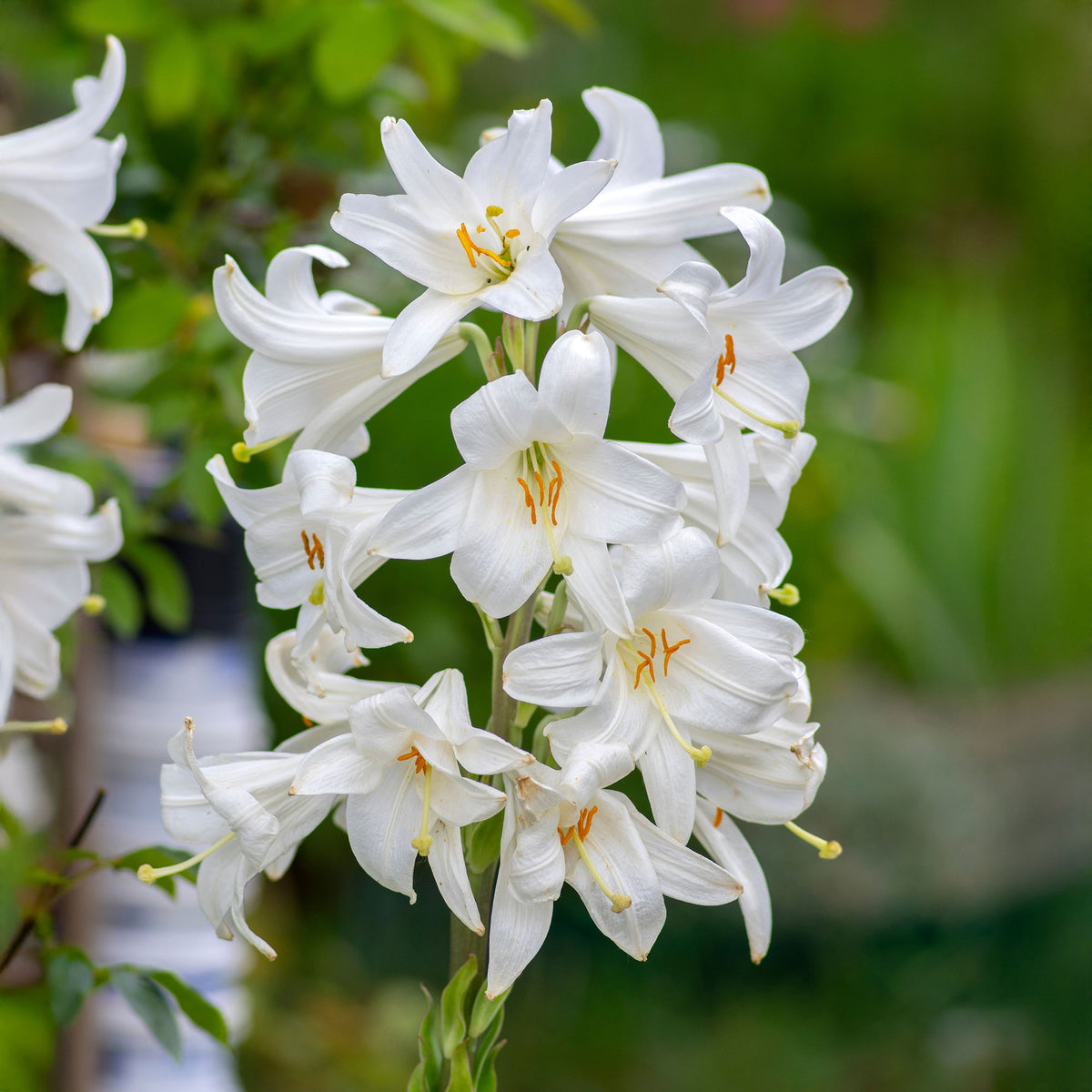 Bulbes de Lys - 2 Lis de la Madone - Lilium candidum