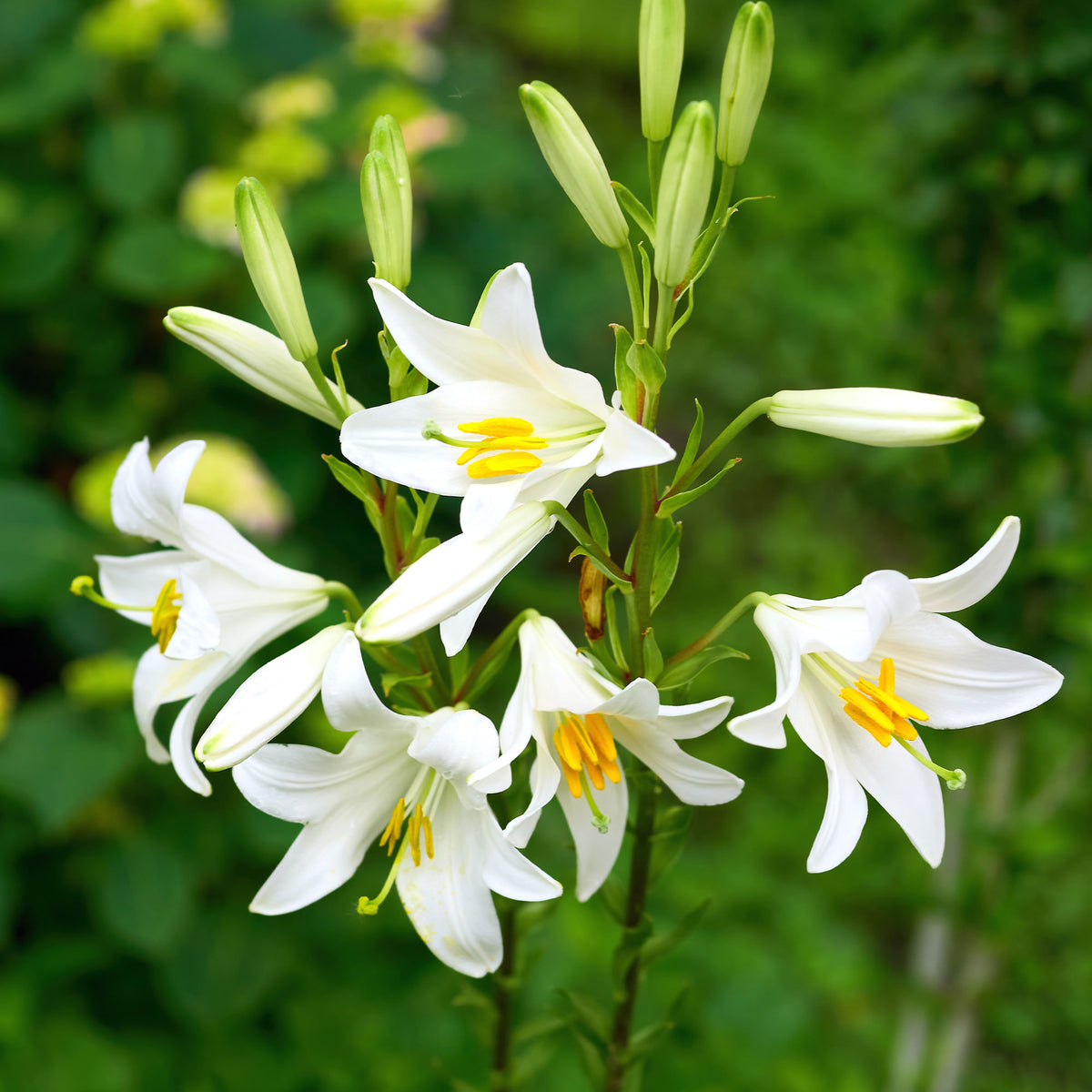 2 Lis de la Madone - Lilium candidum - Bakker