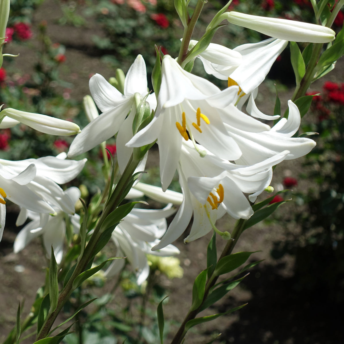 Lilium candidum - 2 Lis de la Madone - Bulbes de Lys