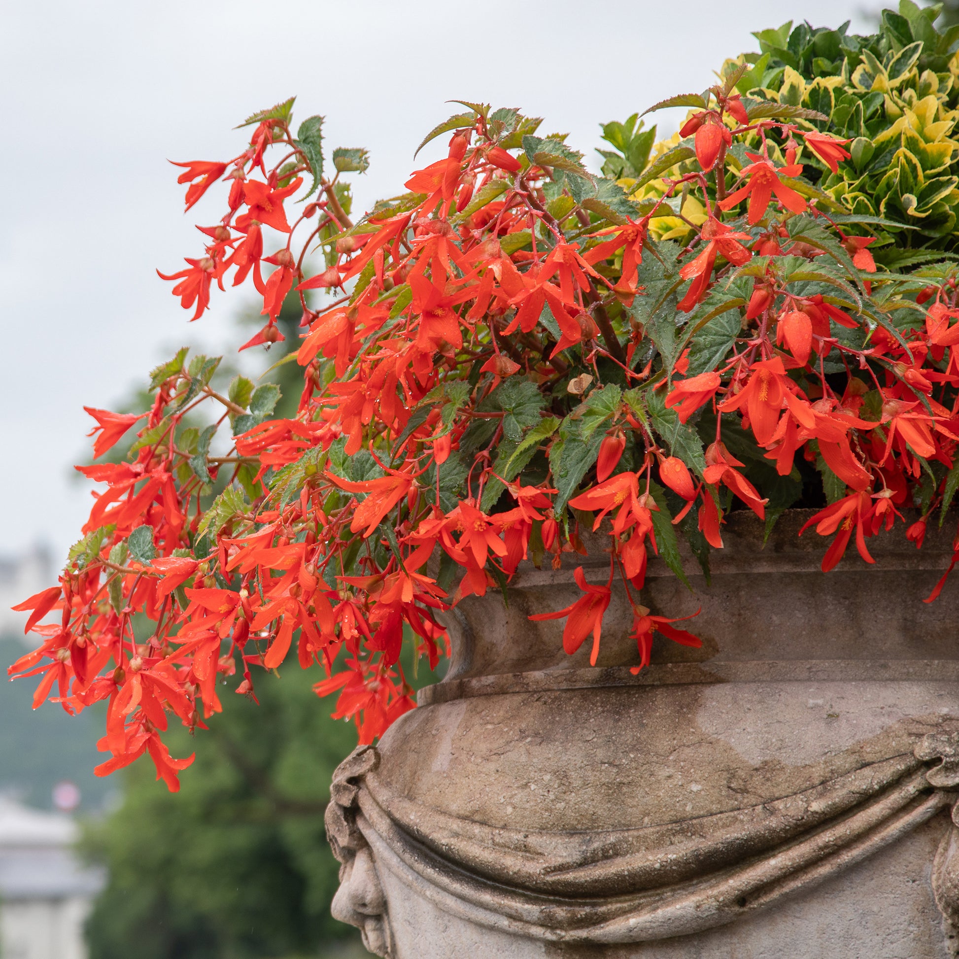 Bulbes de Bégonia - 2 Bégonias Tanaïs - Begonia bertinii tanaïs