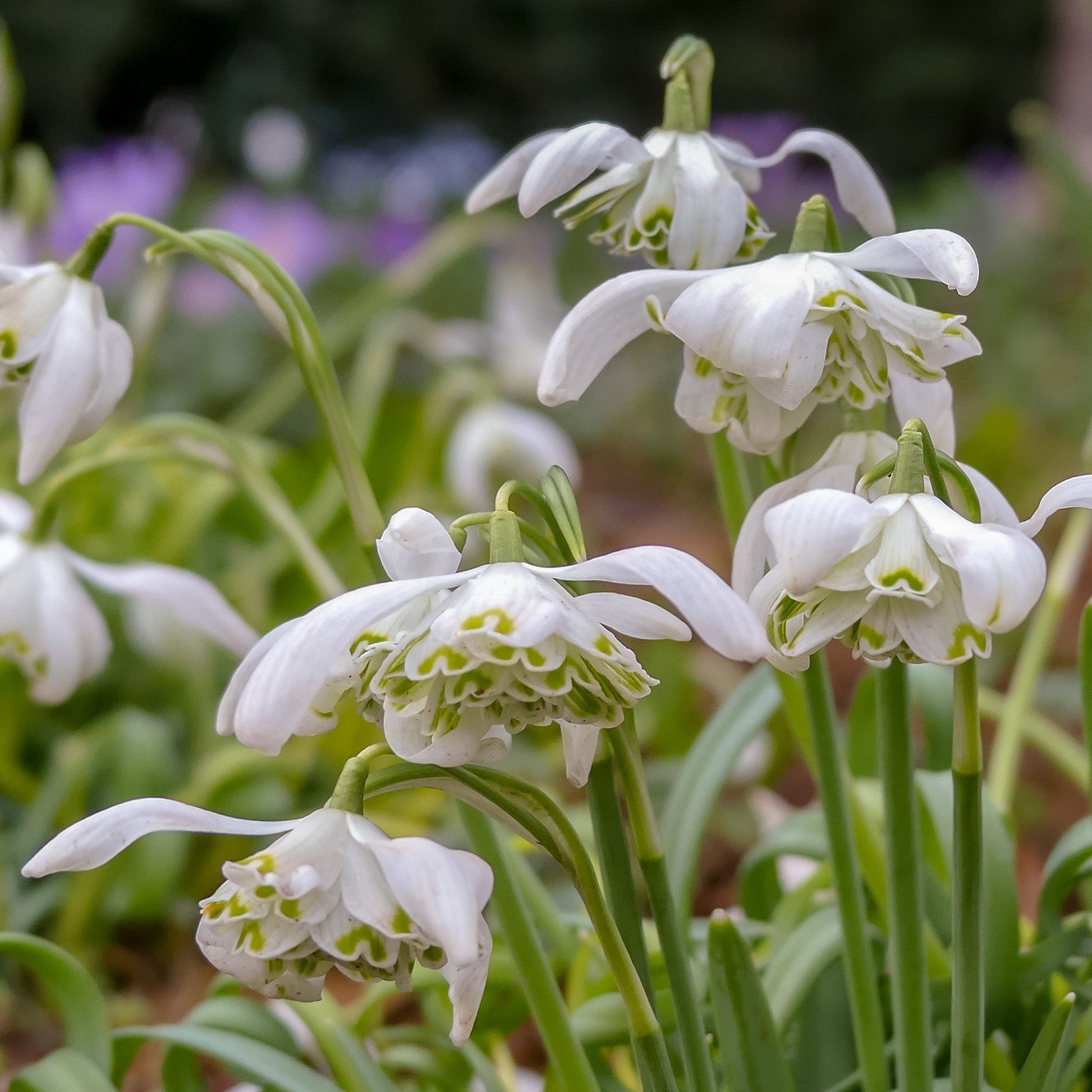 10 Perce-neige double - Galanthus nivalis flore pleno - Bakker