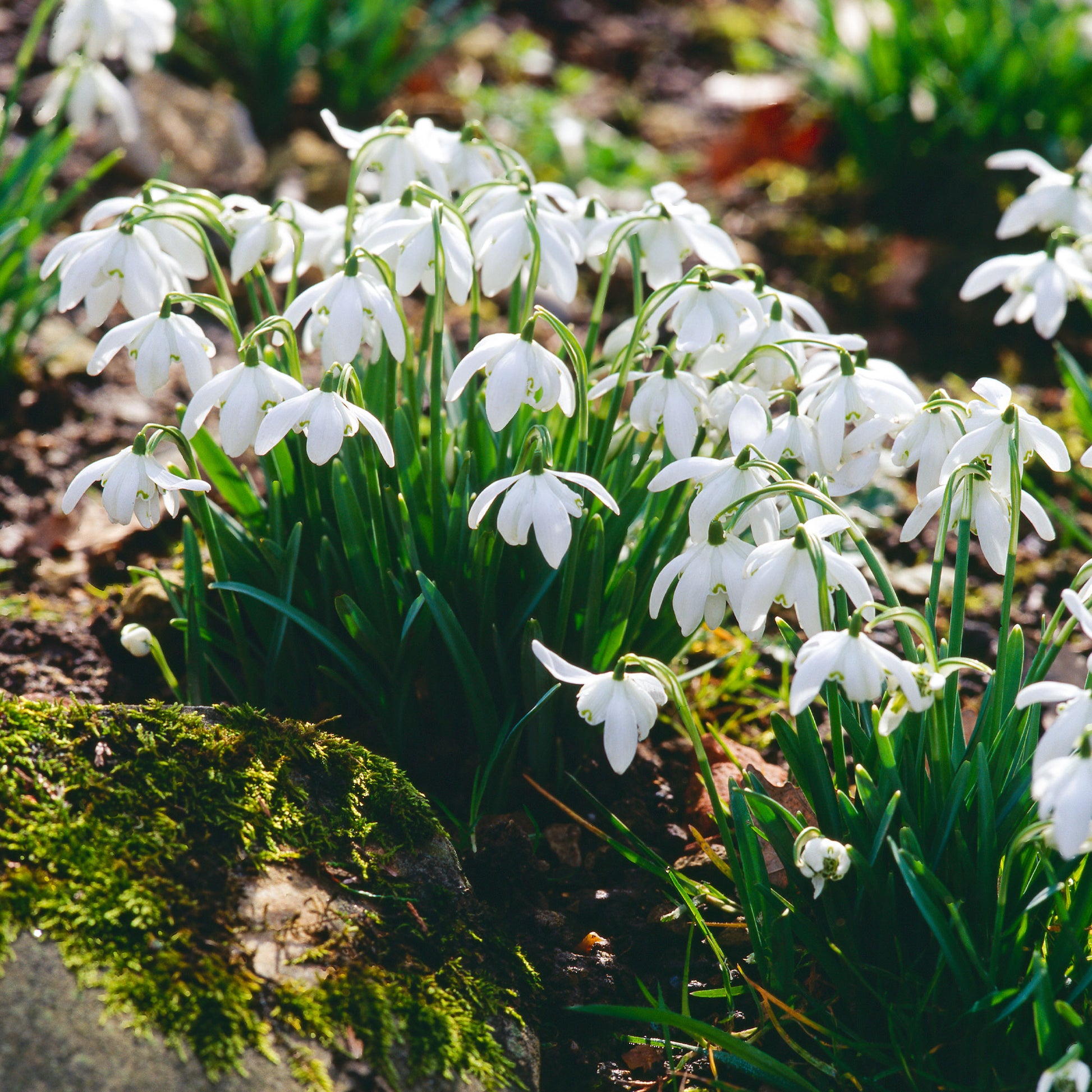 Galanthus nivalis flore pleno - 10 Perce-neige double - Bulbes de Perce-neiges - Galanthus
