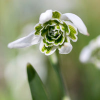 Bulbes de Perce-neiges - Galanthus - 10 Perce-neige double - Galanthus nivalis flore pleno
