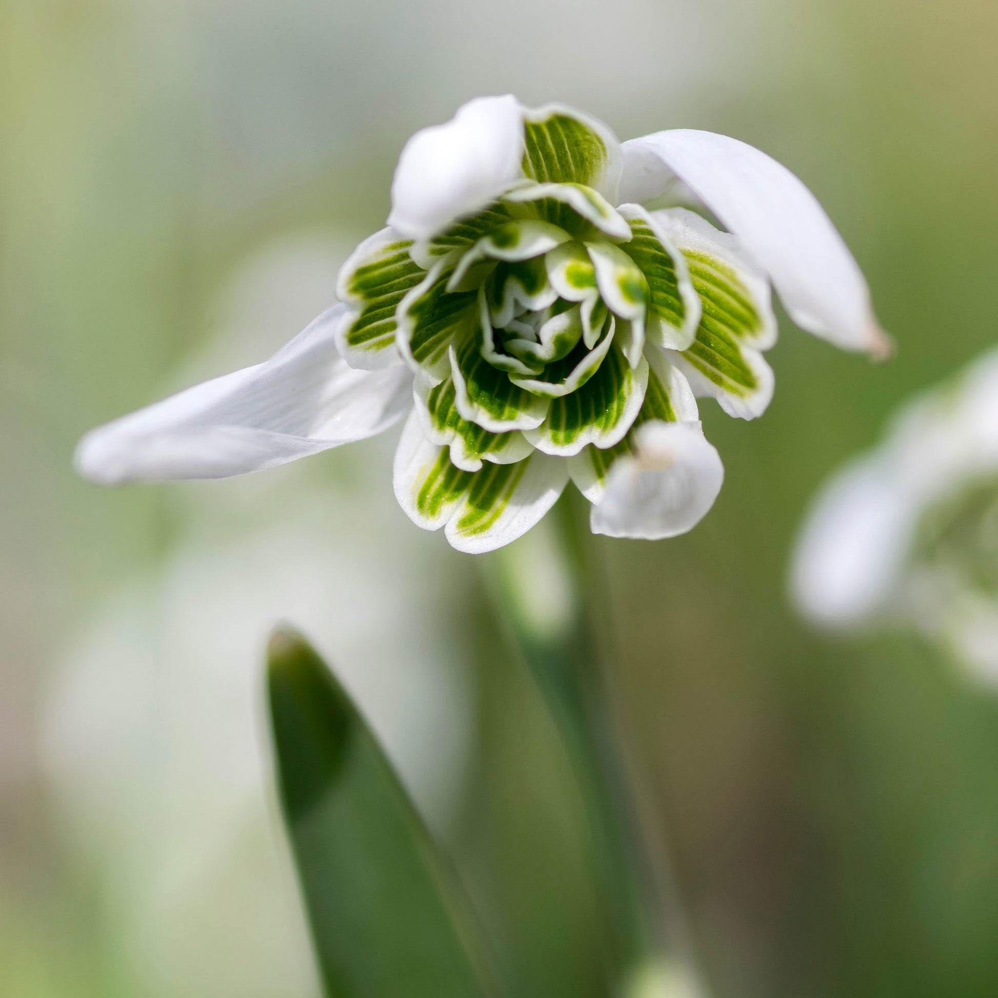 Bulbes de Perce-neiges - Galanthus - 10 Perce-neige double - Galanthus nivalis flore pleno