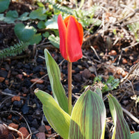 10 Tulipes Chaperon Rouge - Tulipa greigii chaperon rouge - Bakker