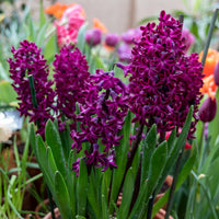Hyacinthus orientalis woodstock - 6 Jacinthes Woodstock pourpre - Bulbes de Jacinthe