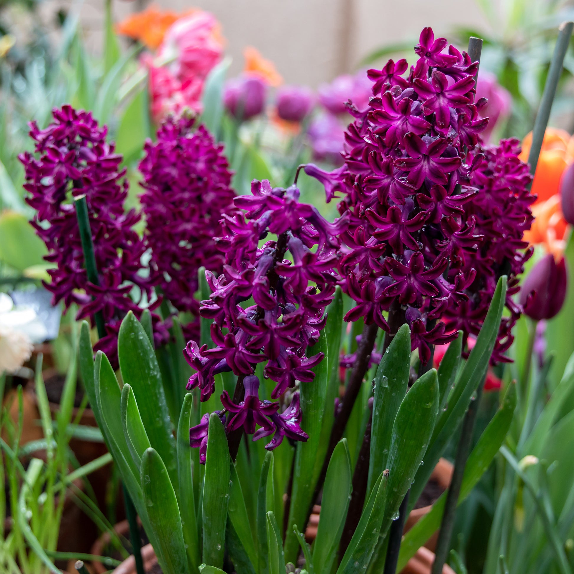 Hyacinthus orientalis woodstock - 6 Jacinthes Woodstock pourpre - Bulbes de Jacinthe