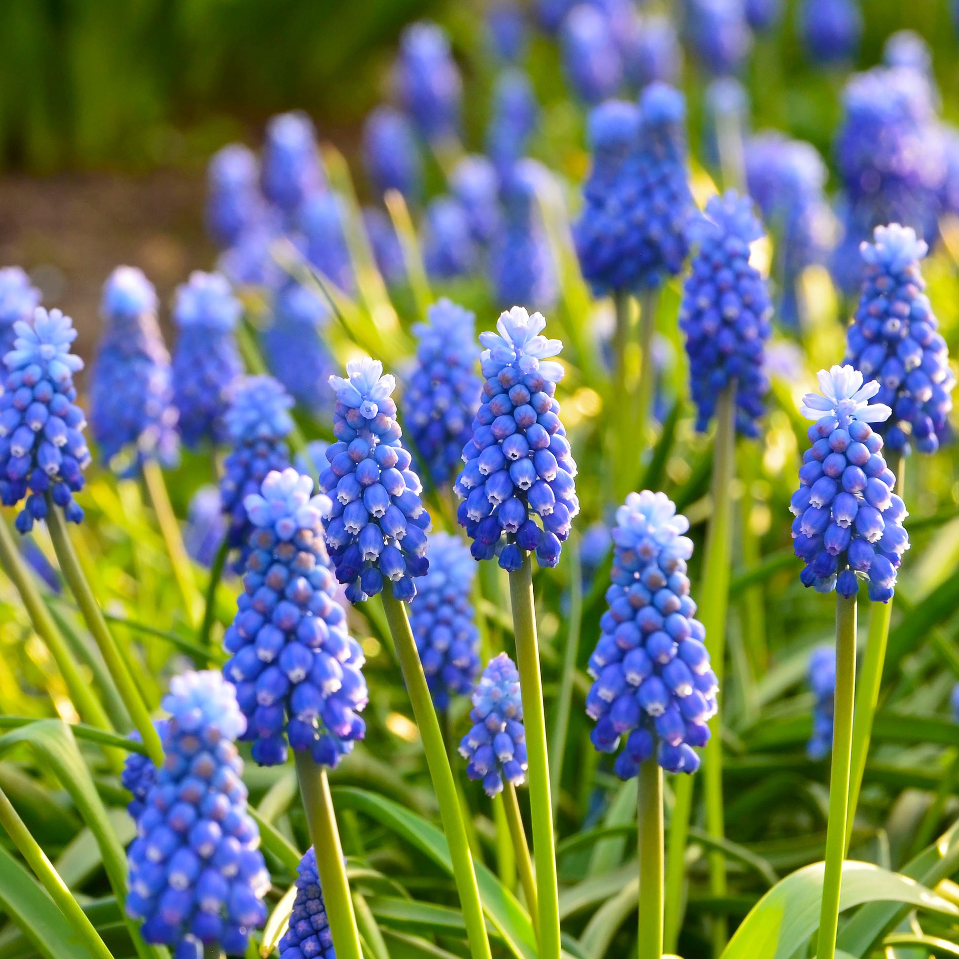 Muscari armeniacum - 10 Muscaris bleus - Bulbes de Muscaris