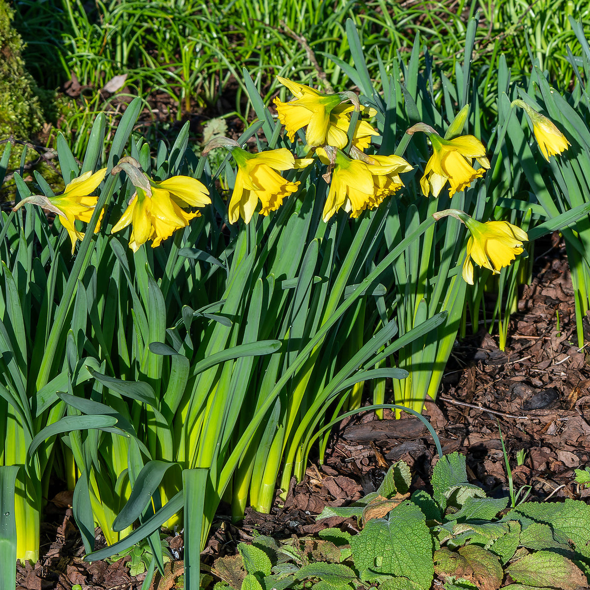 Narcissus Rijnveld's Early Sensation - 10 Narcisses Rijnveld Early Sensation - Bulbes de Narcisse