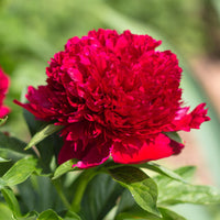 Pivoine Red Charm - Paeonia lactiflora x Red Charm - Bakker