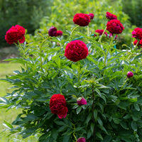 Pivoines - Pivoine Red Charm - Paeonia lactiflora x Red Charm