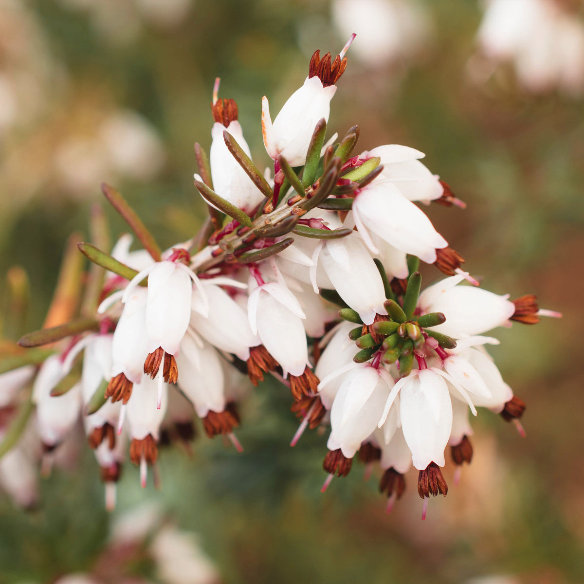 Erica carnea - 3 Bruyères d'hiver blanches - Vivaces fleuries