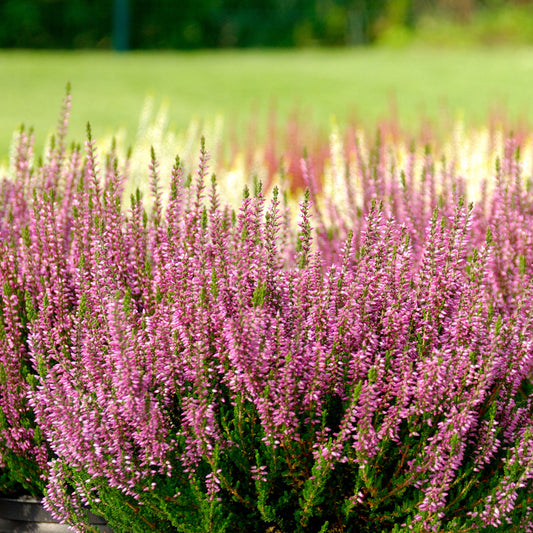 3 Bruyères d'été rose à feuilles vertes - Bakker