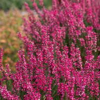 3 Bruyères d'été - Calluna vulgaris - Bakker