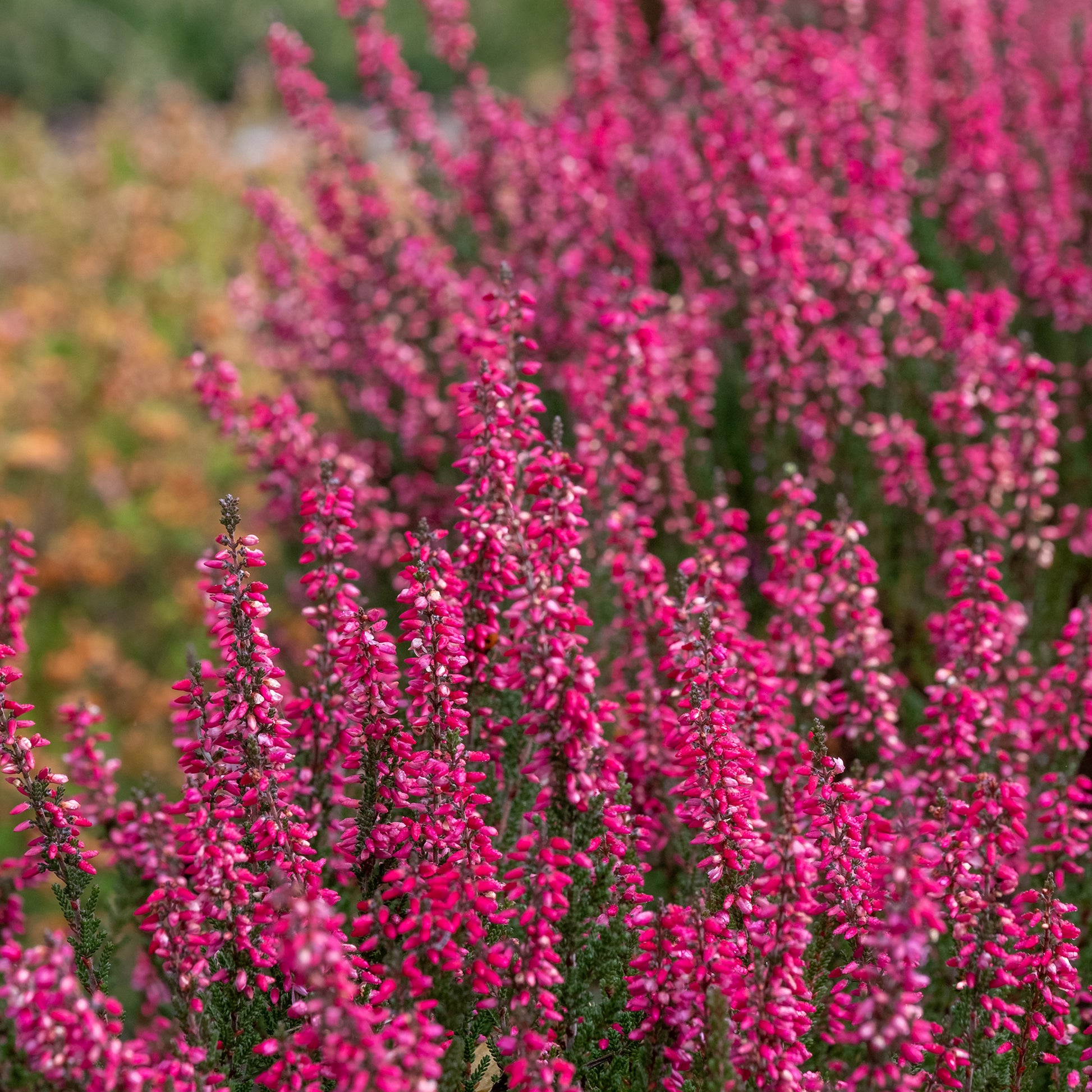 3 Bruyères d'été - Calluna vulgaris - Bakker