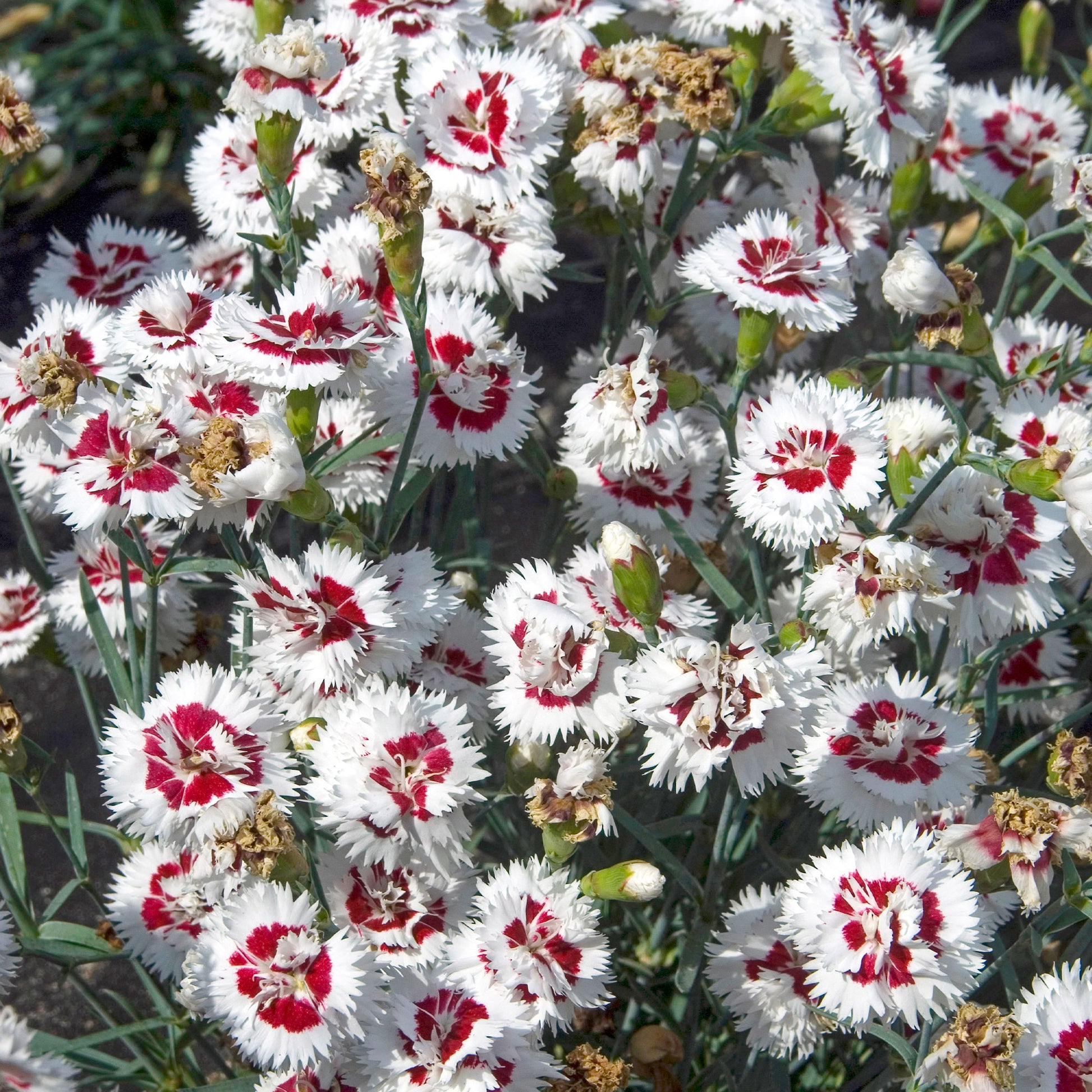 2 Œillets spiculifolius - Dianthus spiculifolius - Bakker