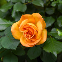 Rosier buisson Whisky - Rosa whisky - Bakker