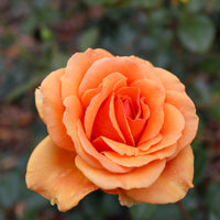 Collection de 7 Rosiers buissons - Rosiers - racines nues - Bakker