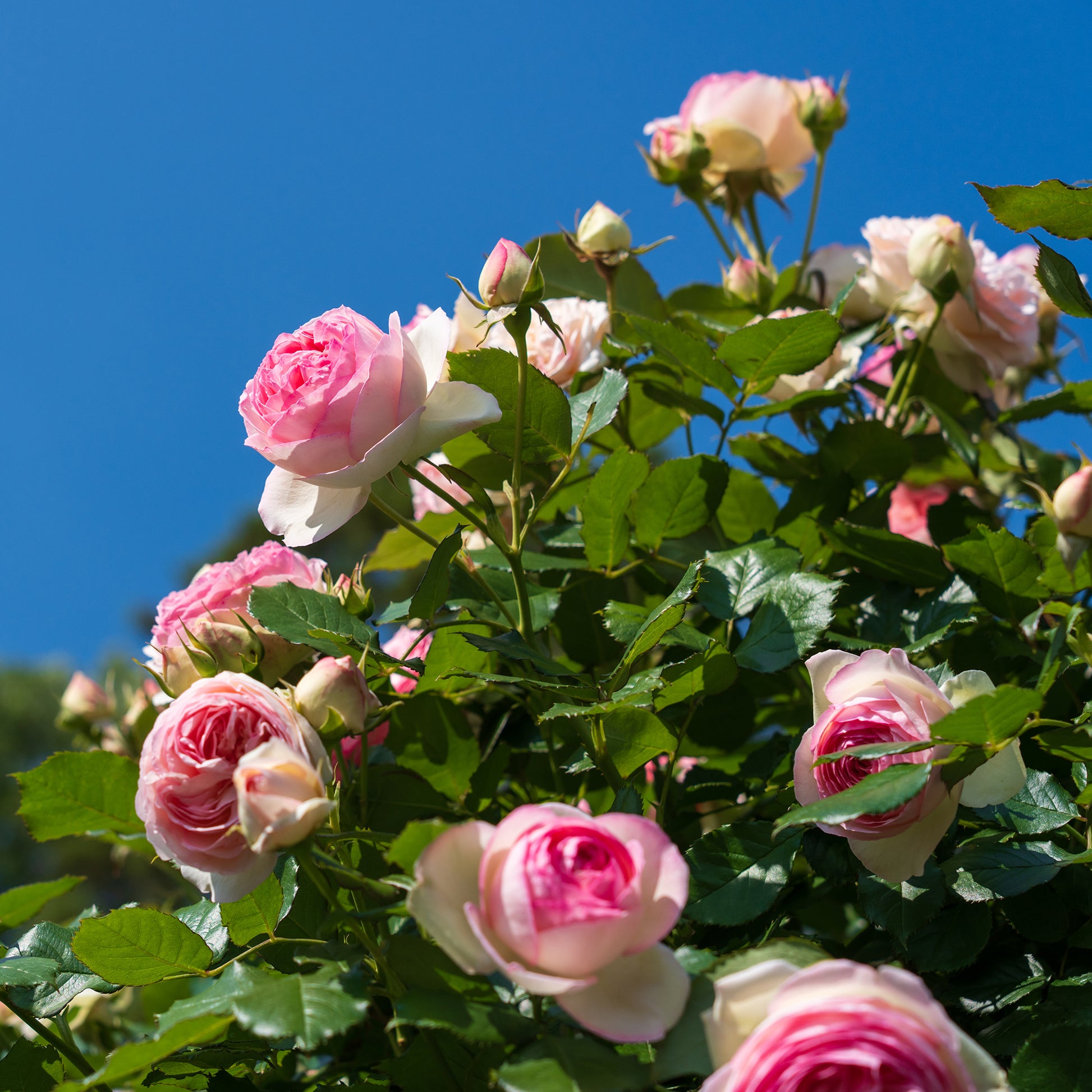 Rosiers grimpants - Rosier grimpant Pierre de Ronsard® - Rosa grimpant Pierre de Ronsard® Meiviolin