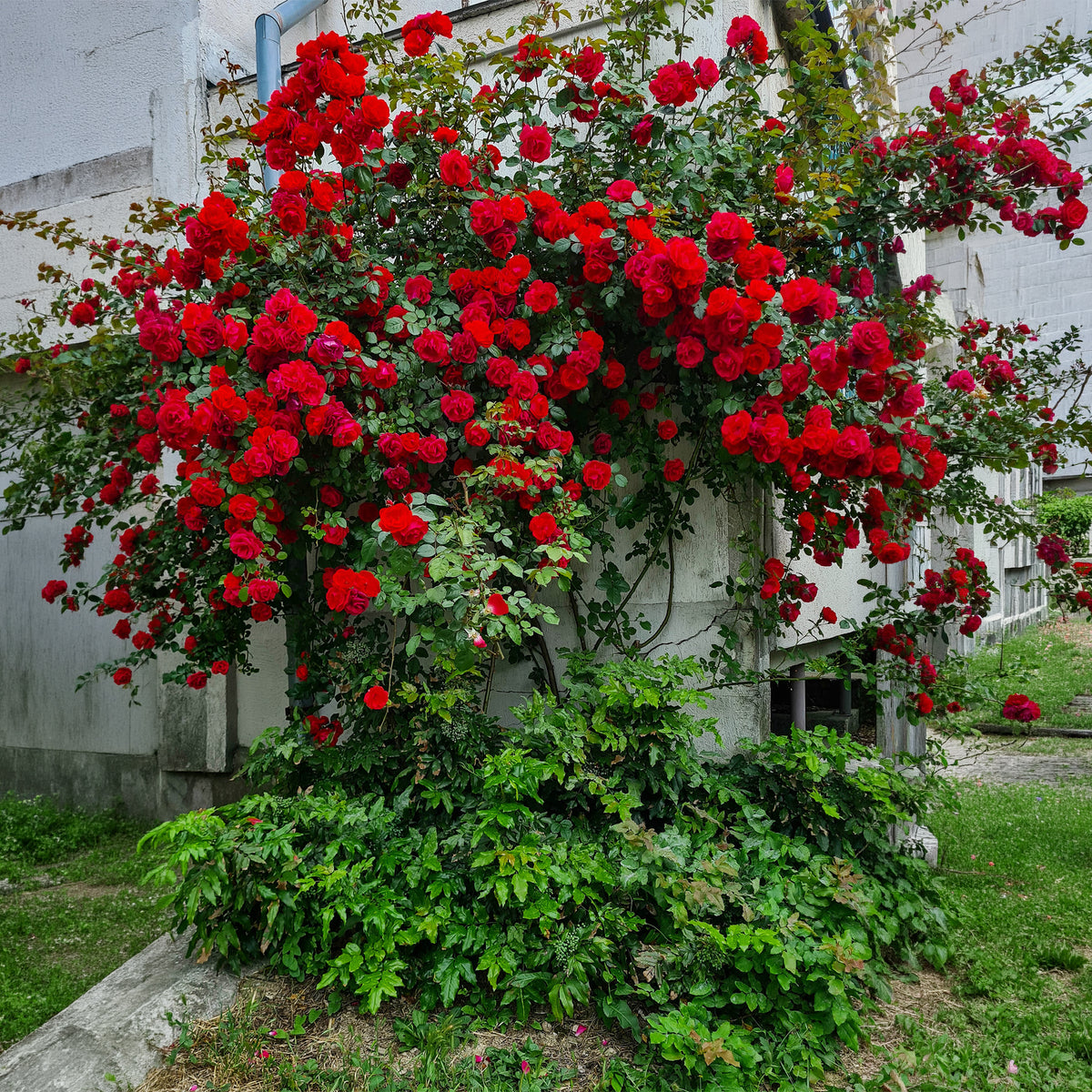 Rosier grimpant Musimara
