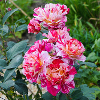 Rosa Ferdinand Pichard - Rosier botanique Ferdinand Pichard (Bourbon) - Rosiers - racines nues