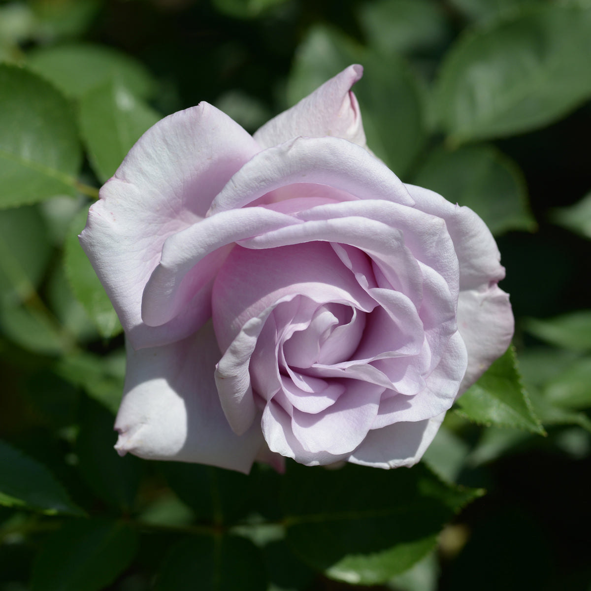 Rosier buisson Lune Bleue - Rosa lune bleue (blue moon) - Bakker