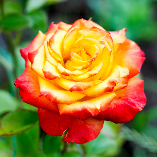 Rosier buisson bicolore - Bakker