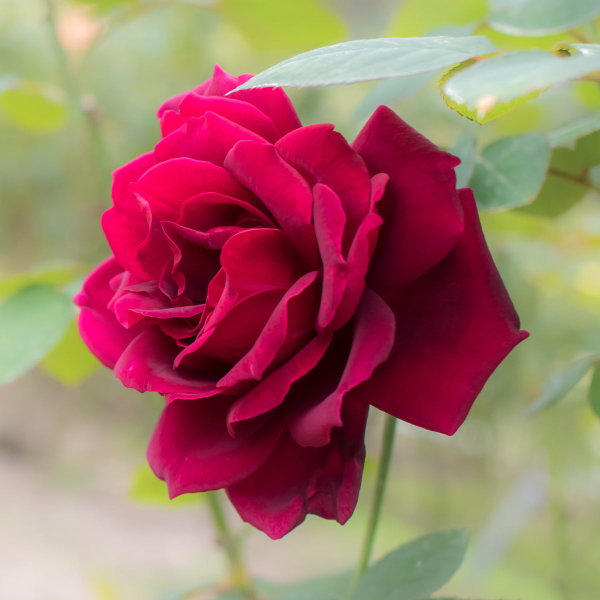 Rosier Oklahoma - Rosa oklahoma - Bakker